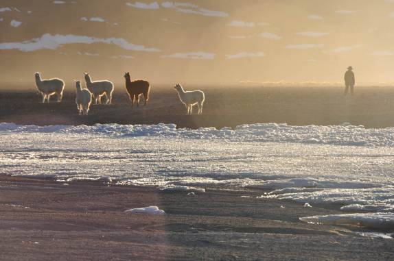 Lhamas parecem flutuar no céu, ao lado da Laguna Colorada, na Bolívia